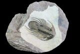Large, Kolihapeltis Trilobite - Rare Species #89288-2